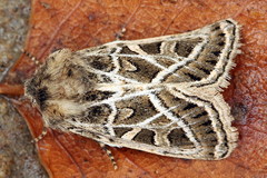 Leucochlaena fallax