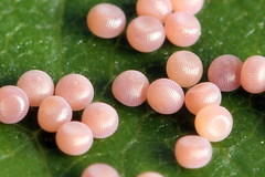 Leucochlaena fallax