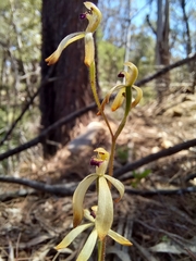 Caladenia testacea