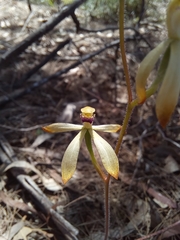 Caladenia testacea