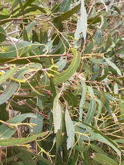 Eucalyptus goniocalyx