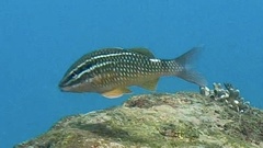 Parupeneus spilurus