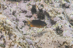 Plectroglyphidodon gascoynei