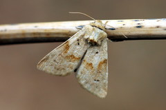 Mycteroplus puniceago