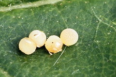 Mycteroplus puniceago