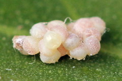 Mycteroplus puniceago