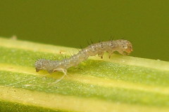 Mycteroplus puniceago