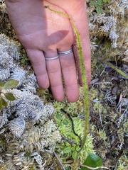 Drosera regia