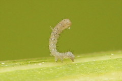 Mycteroplus puniceago