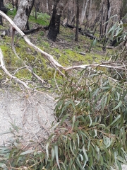 Eucalyptus goniocalyx