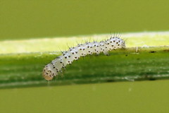 Mycteroplus puniceago