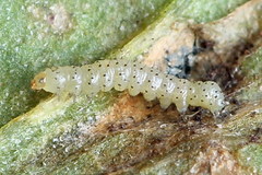 Mycteroplus puniceago