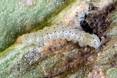 Mycteroplus puniceago