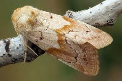 Mycteroplus puniceago