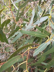 Eucalyptus goniocalyx