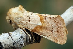 Mycteroplus puniceago