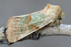 Mycteroplus puniceago