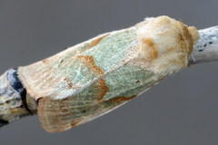 Mycteroplus puniceago