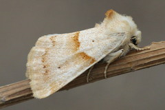 Mycteroplus puniceago