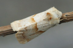 Mycteroplus puniceago