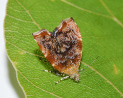 Choreutis aegyptiaca