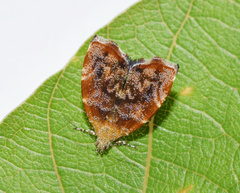 Choreutis aegyptiaca