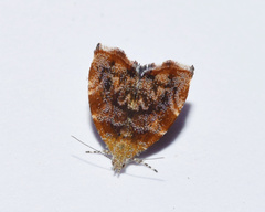 Choreutis aegyptiaca