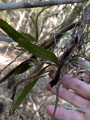 Sarcochilus falcatus