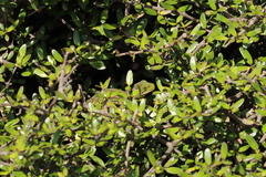 Naultinus gemmeus