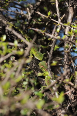 Naultinus gemmeus