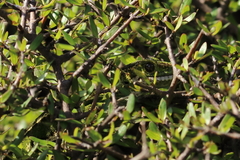 Naultinus gemmeus