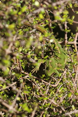 Naultinus gemmeus