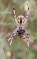 Araneae