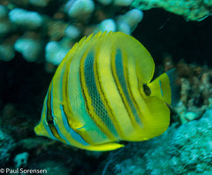 Chaetodon rainfordi