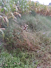 Araneae