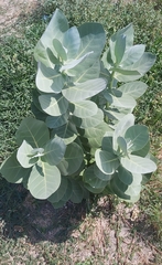 Calotropis procera