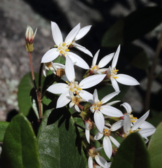 Olearia oppositifolia