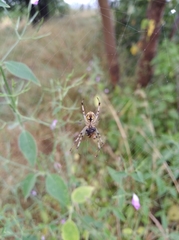 Araneae