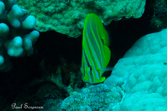 Chaetodon rainfordi