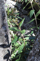Olearia oppositifolia
