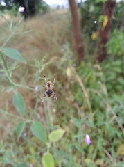 Araneae