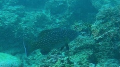 Plectropomus leopardus