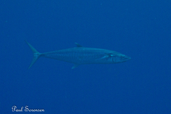 Scomberomorus commerson