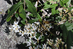Olearia oppositifolia