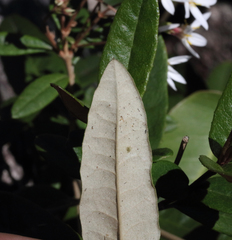 Olearia oppositifolia