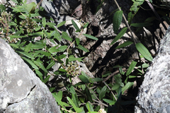 Olearia oppositifolia