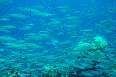 Caesio caerulaurea