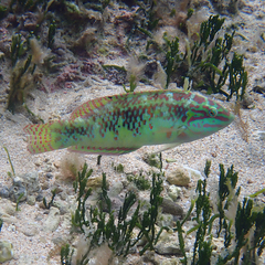 Halichoeres margaritaceus