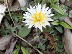 Taraxacum albidum