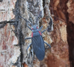 Jadera haematoloma